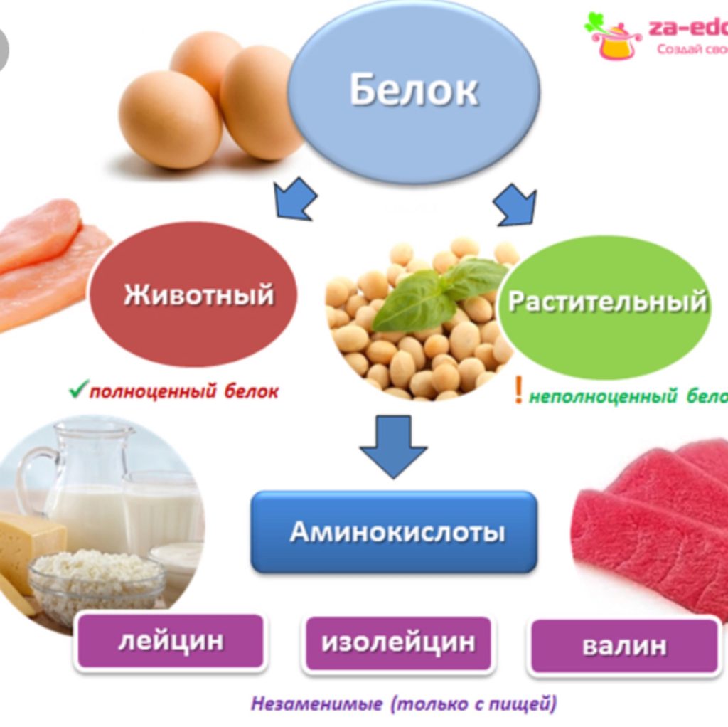 Растительный и животный белокБелковые продукты