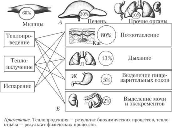 процесс теплопродукции