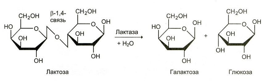 углеводы дисахариды