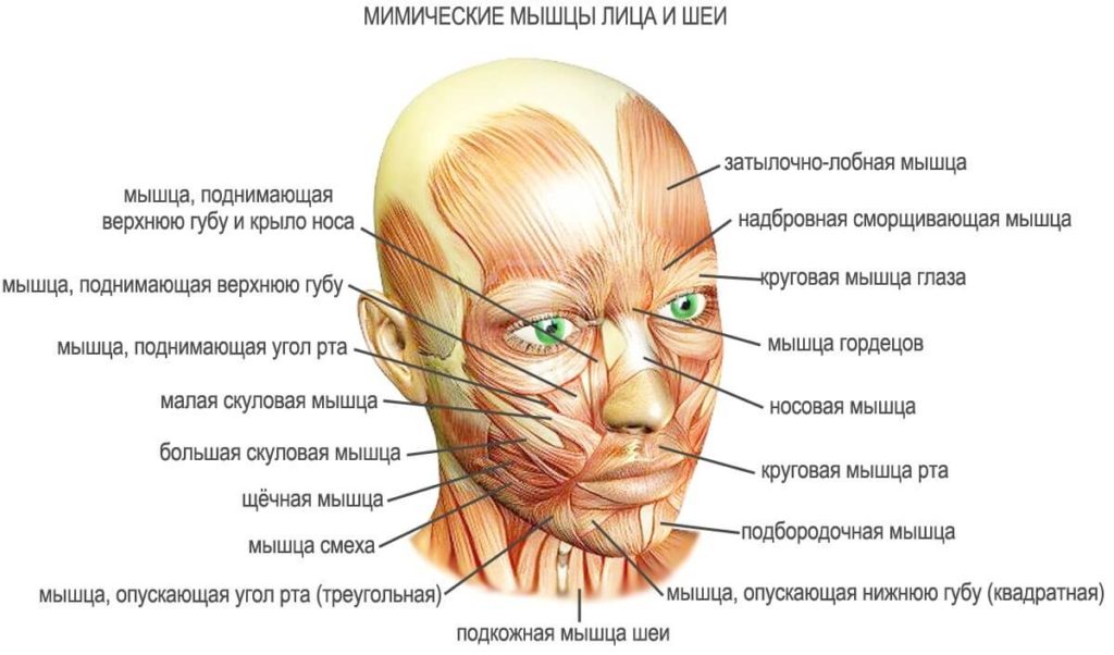 Мимические мышцы